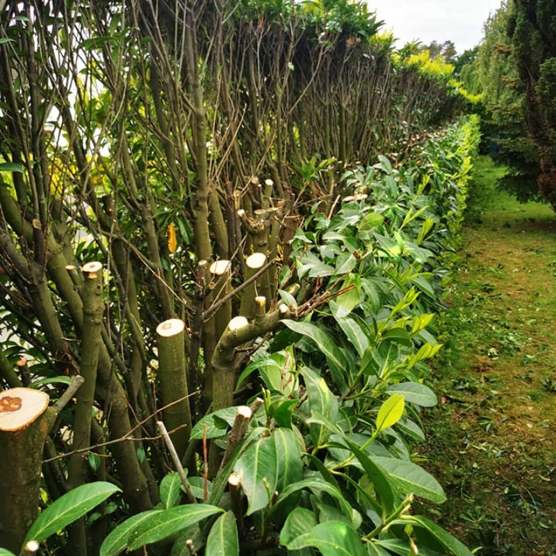 Les Jardins Dagapanthes Paysagiste Avranches Entretien De Jardin 2 1