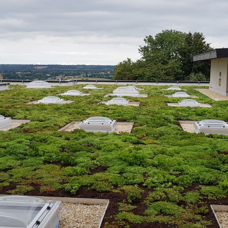 Les Jardins Dagapanthes Paysagiste Avranches Toiture Vegetale 3