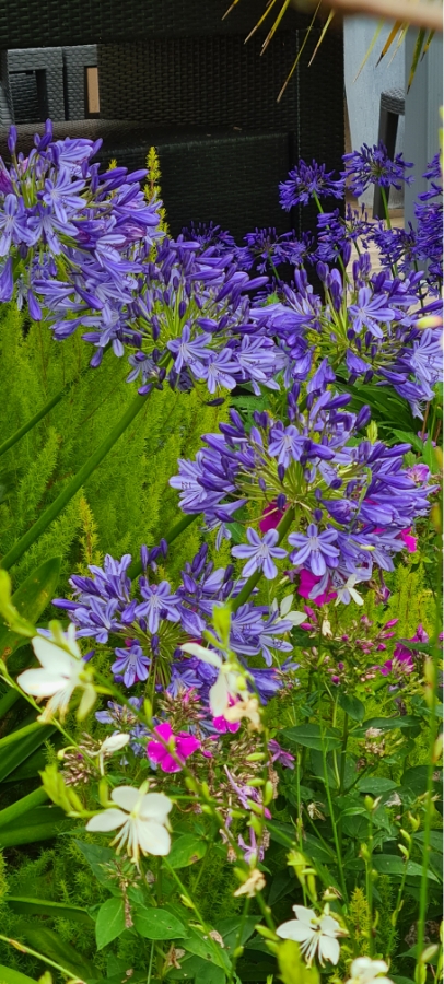 Les Jardins Dagapanthes Paysagiste Avranches Amenagement Interieur 13