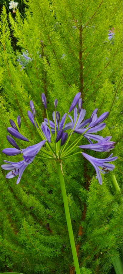 Les Jardins Dagapanthes Paysagiste Avranches Amenagement Interieur 14