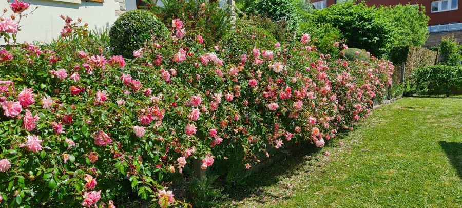 Les Jardins Dagapanthes Paysagiste Avranches Amenagement Interieur 20