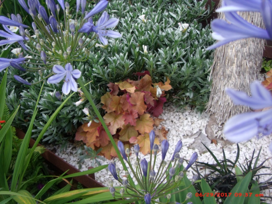 Les Jardins Dagapanthes Paysagiste Avranches Amenagement Interieur 27
