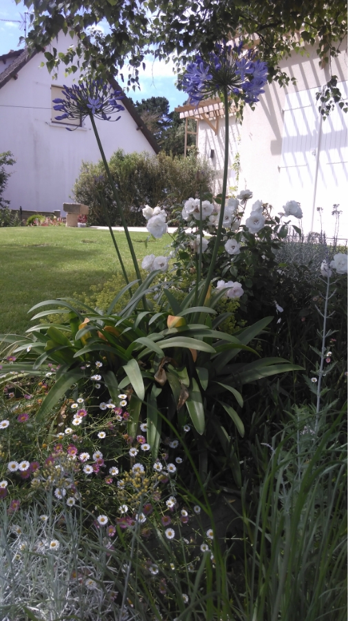 Les Jardins Dagapanthes Paysagiste Avranches Amenagement Interieur 30