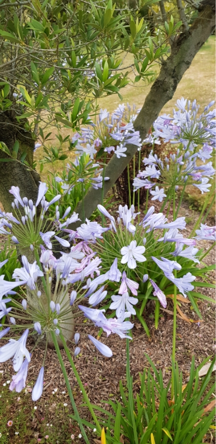 Les Jardins Dagapanthes Paysagiste Avranches Amenagement Interieur 8
