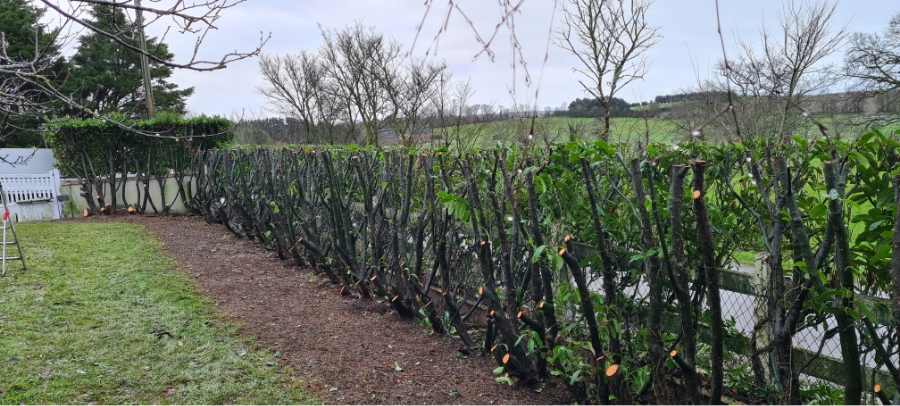Les Jardins Dagapanthes Paysagiste Avranches Entretien De Jardin 5