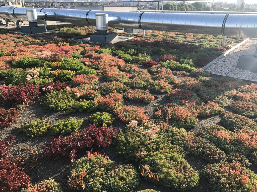 Les Jardins Dagapanthes Paysagiste Avranches Toiture Vegetale 2