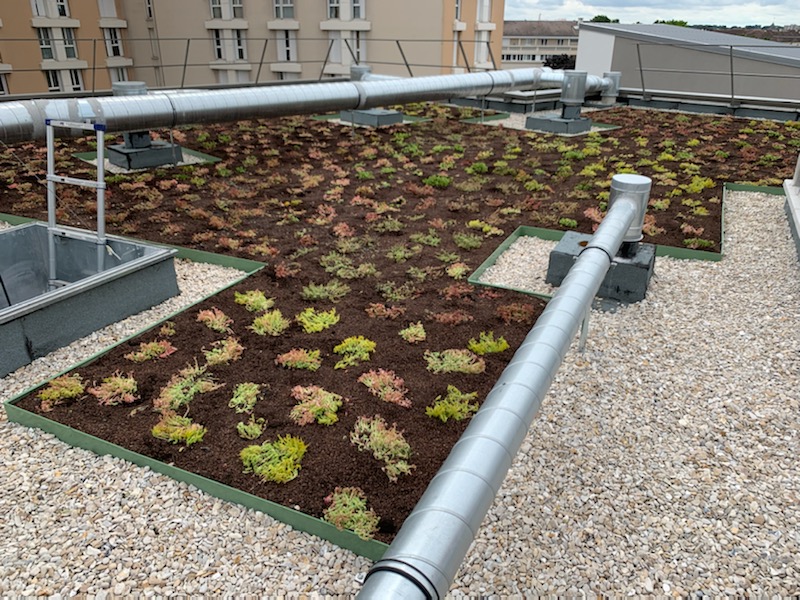 Les Jardins Dagapanthes Paysagiste Avranches Toiture Vegetale 4