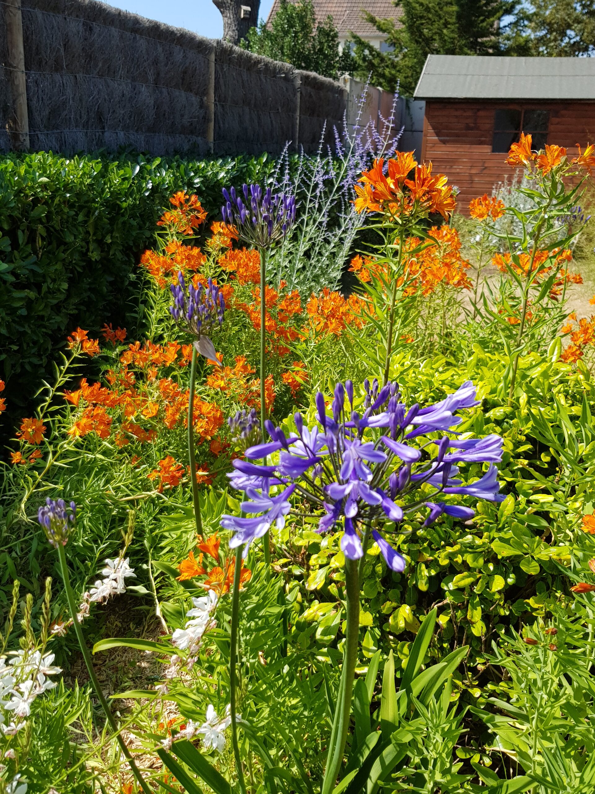 Les Jardins Dagapanthes Paysagiste Avranches Realisations Jardins Dagapanthes 1