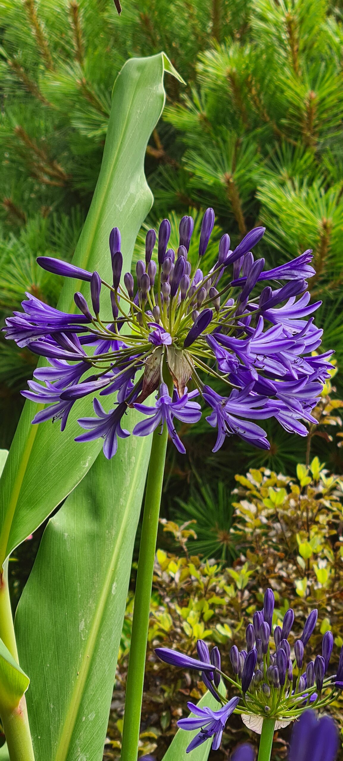 Les Jardins Dagapanthes Paysagiste Avranches Realisations Jardins Dagapanthes 5