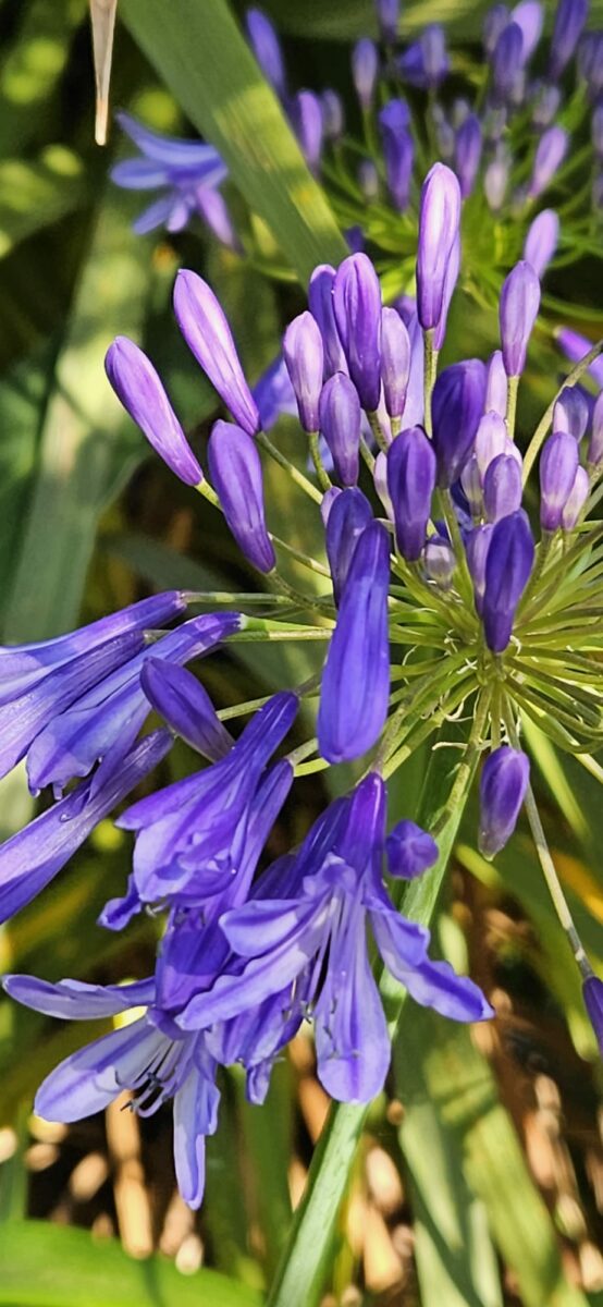Les Jardins Dagapanthes Paysagiste Avranches Amenagement Interieur 1